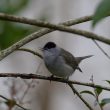 Fauvette à tête noire mâle en hiver